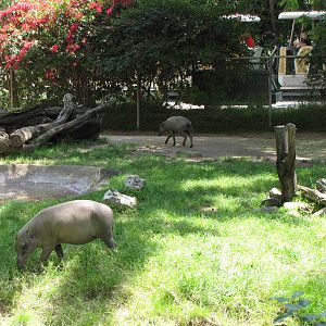 Babirusa Yard