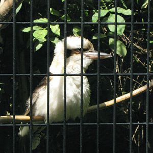 Kookaburra