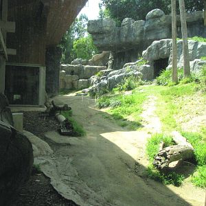 Chimpanzees of Mahale Mountains