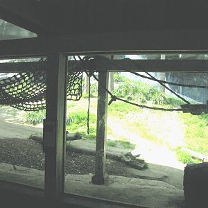 Chimpanzees of Mahale Mountains