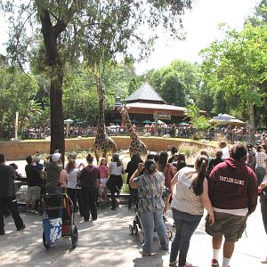 Crowded Masai Giraffe Viewing Area