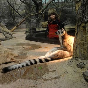 Ring-tailed Lemur Indoors