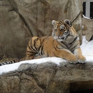 Amur Tiger Cub