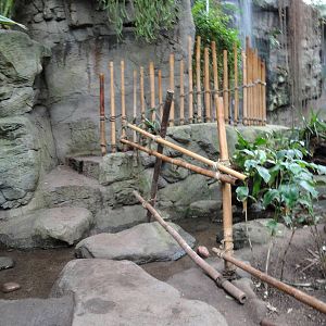 Lied Jungle Pathway