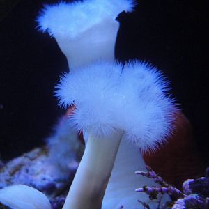 Metridium Anemones