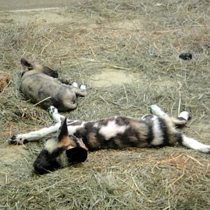 African Wild Dog Pups