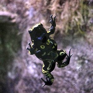 Yellow-banded Poison Dart Frog