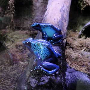 Blue Poison Dart Frogs