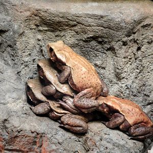 Smooth-sided Toads