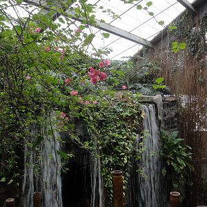 Lied Jungle Waterfall