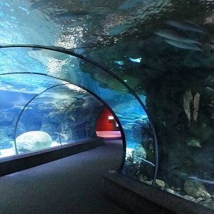 Scott Aquarium - Shark Tunnel