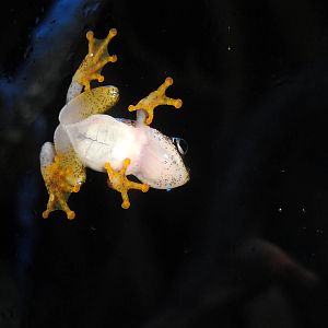 Powder Blue Reed Frog