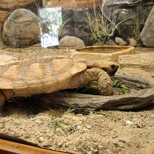 Pancake Tortoise