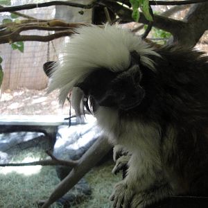 Cotton-top Tamarin