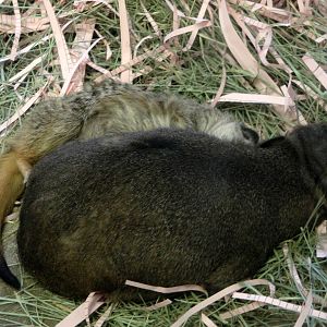 Rock Hyrax and Meerkat