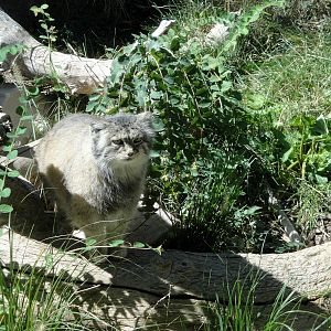 Pallas Cat