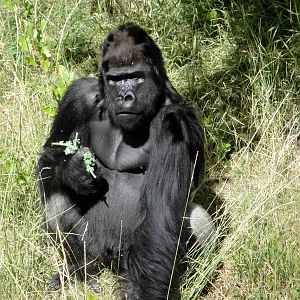 Silverback Gorilla