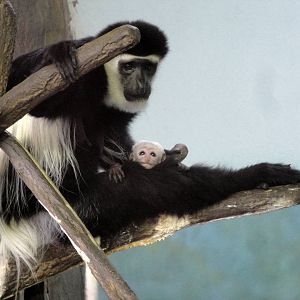Baby Colobus Monkey