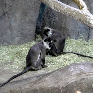 Hanuman Langurs