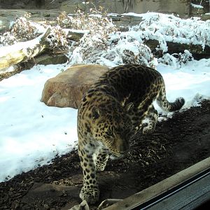 Amur Leopard