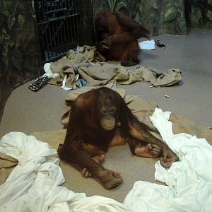 Bornean Orangutan