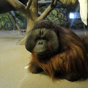 Bornean Orangutan