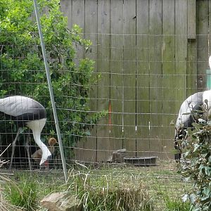 Wattled Crane Chick