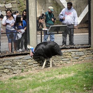 Double-wattled Cassowary