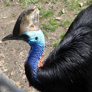 Double-wattled Cassowary