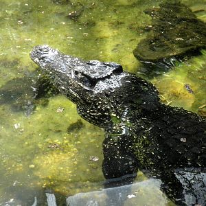 Cuban Crocodile