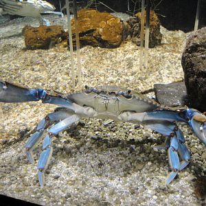 Blue Crab