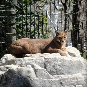 Caracal