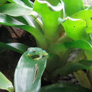 Glass Frog