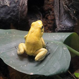 Golden Poison Dart Frog