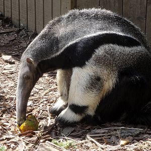 Giant Anteater