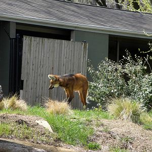 Maned Wolf