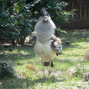 Kori Bustard