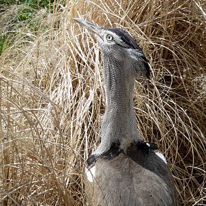 Kori Bustard