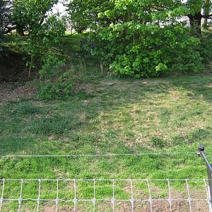 Amur tiger enclosure