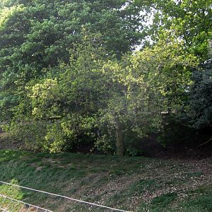 Amur tiger enclosure