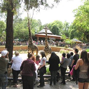 Masai Giraffe Viewing Crowd