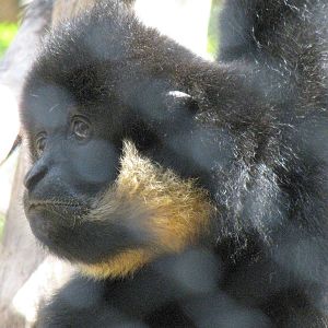 Buff-cheeked Gibbon