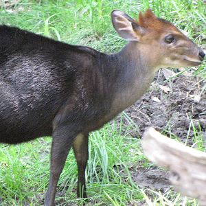 Black Duiker