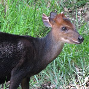 Black Duiker