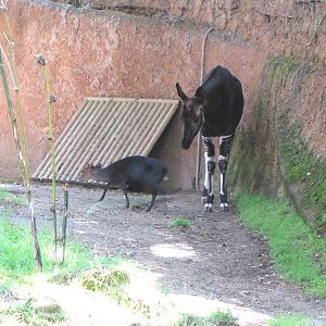 Okapi/Black Duiker Habitat