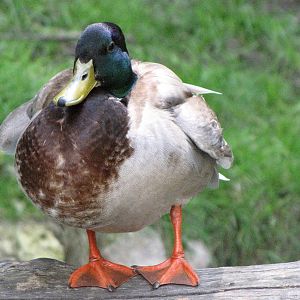 Wild Mallard