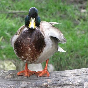 Wild Mallard
