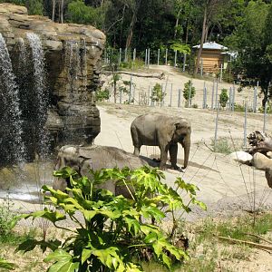 Elephants of Asia