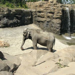 Elephants of Asia