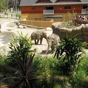 Tina and Jewel - Elephants of India Yard